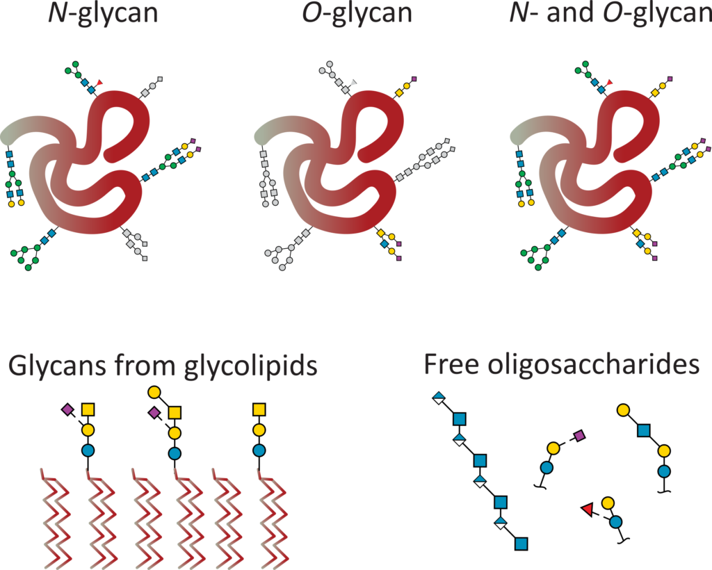 Glycan forms we are able to detect and quantify